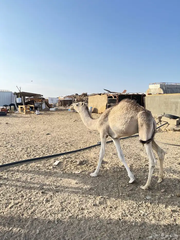 قعود فل شحم 1