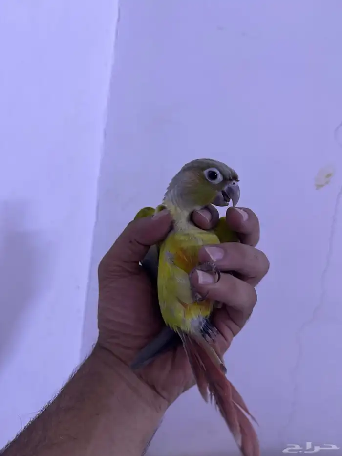 فرخ كنيور هدد. (تم البيع) 13