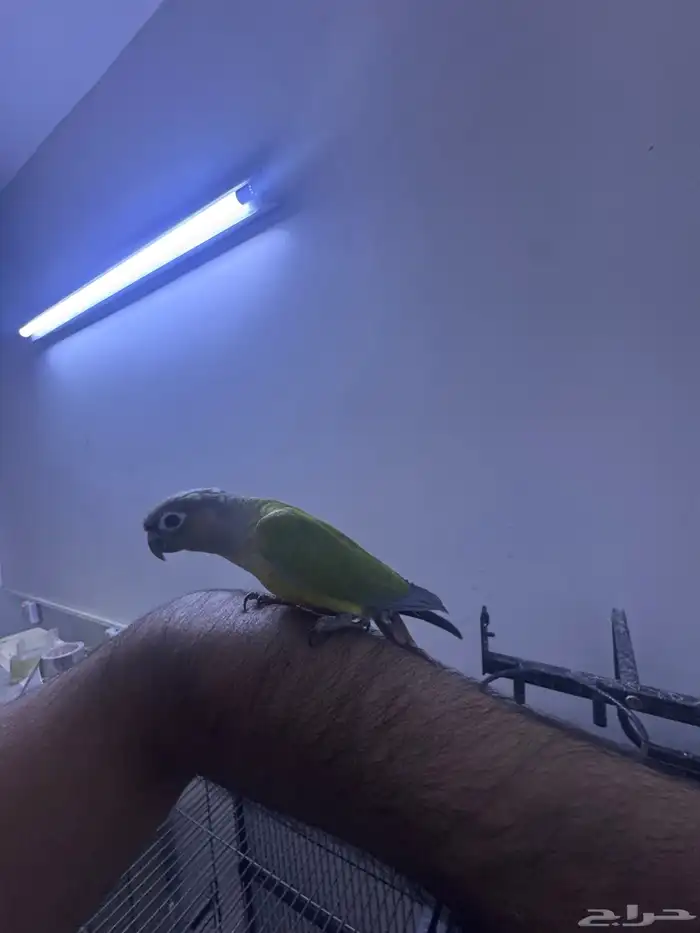 فرخ كنيور هدد. (تم البيع) 8