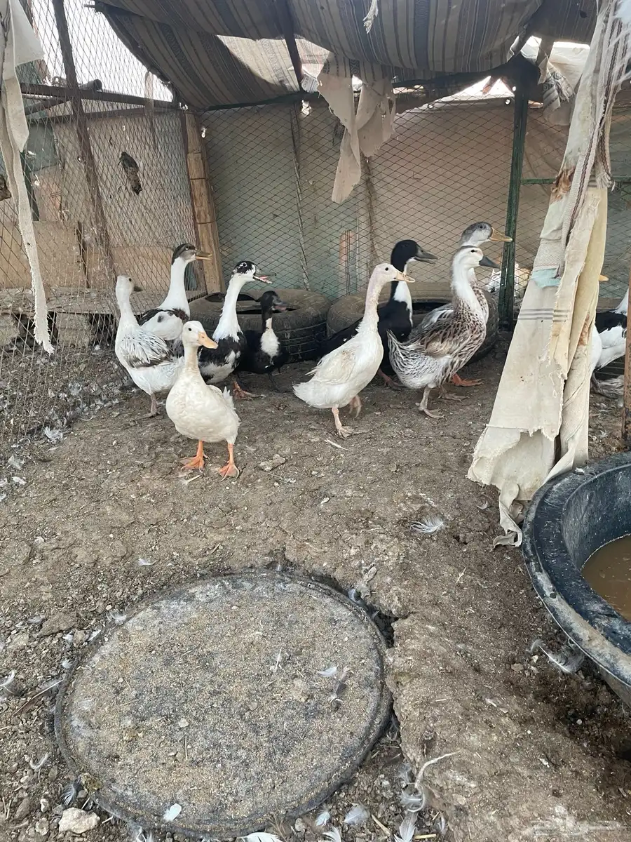 بط للبيع 0