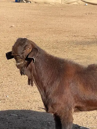 للبيع تيس شامي صنف جباره وشرط القريع 1