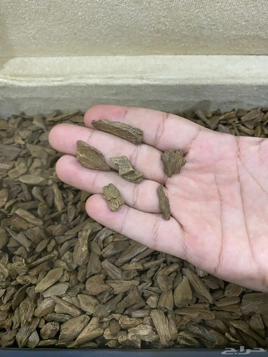 عود موروكي طبيعي سوبر ودبل سوبر 1