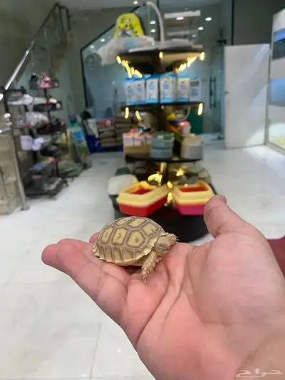 سلاحف 0