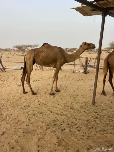ناقه مبيوع ولده تم اللبيع 2