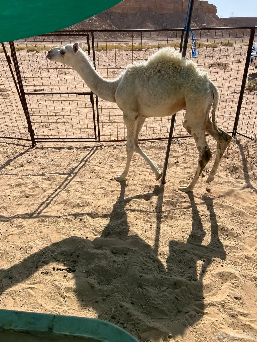 للبيع حشو تربية قعدان 3