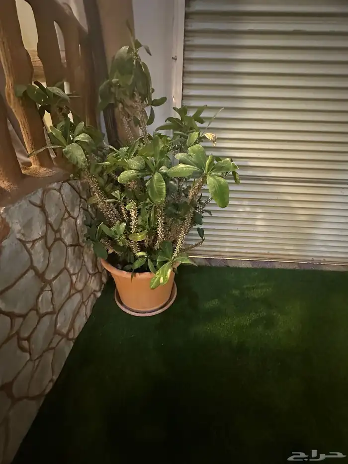 استوديو واسع بجلسة خارجية ايار يومي فقط 19