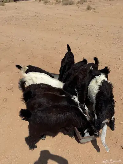 تيوس ذبائح 4