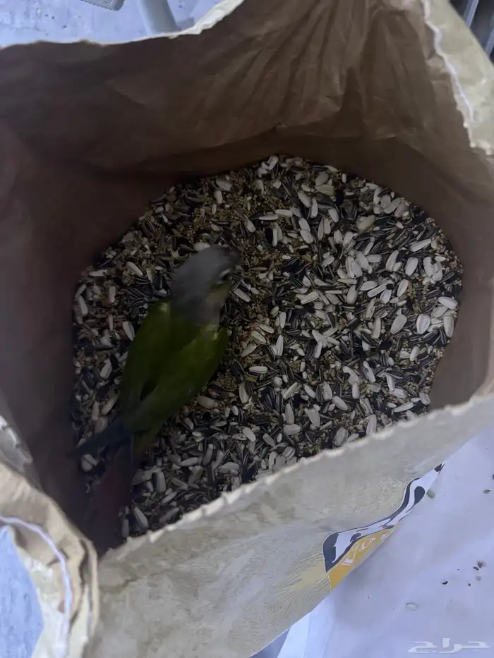 فرخ كنيور هدد. (تم البيع) 0