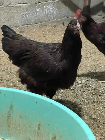 دجاج هجين امريكي مع لوهمن 0
