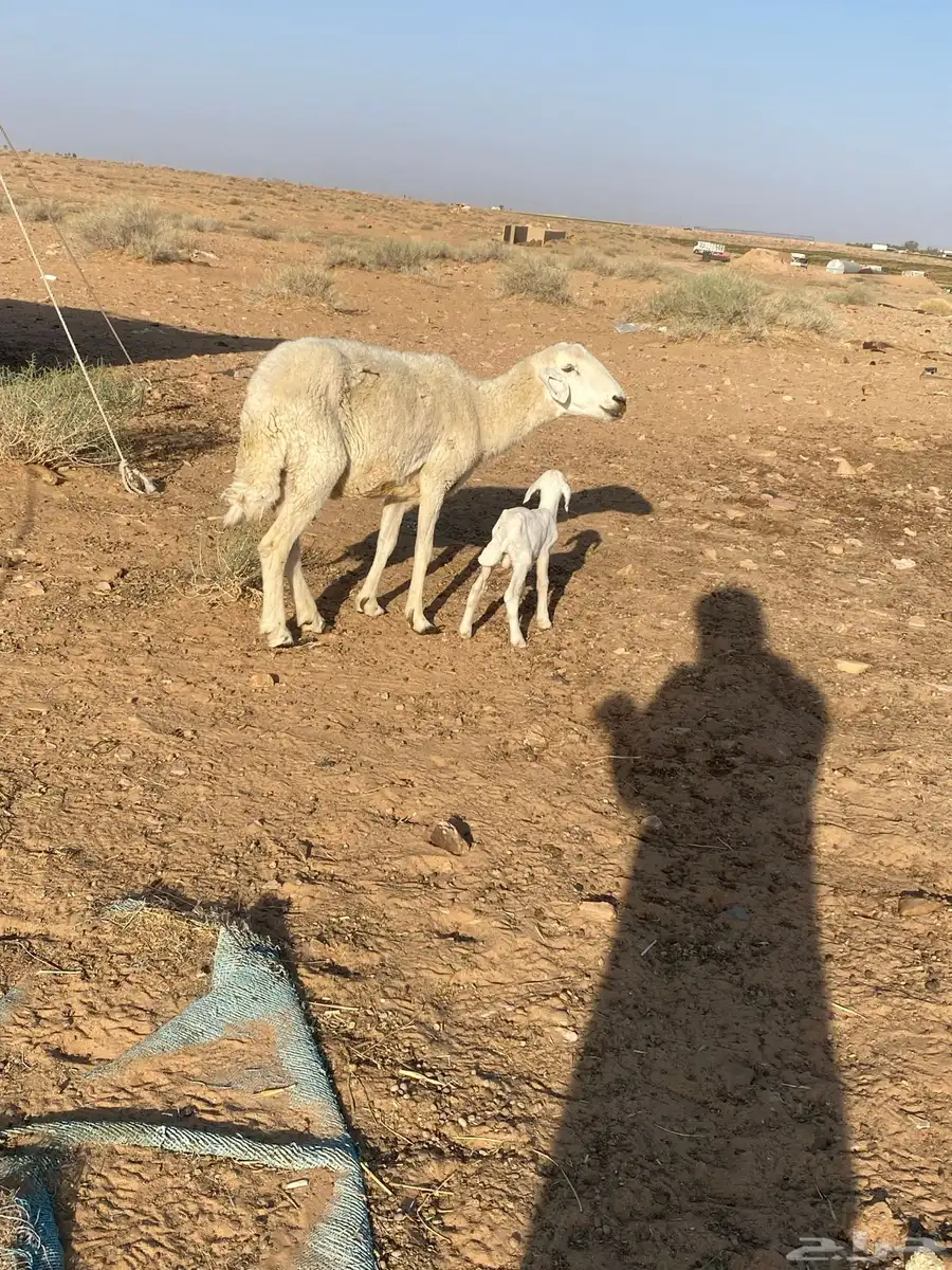 شاه حريه والد معها خروف 3