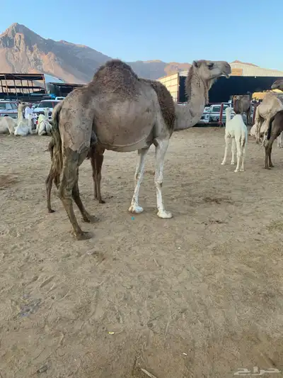 ناقتين ضايعه 0