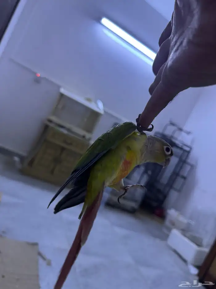 فرخ كنيور هدد. (تم البيع) 14