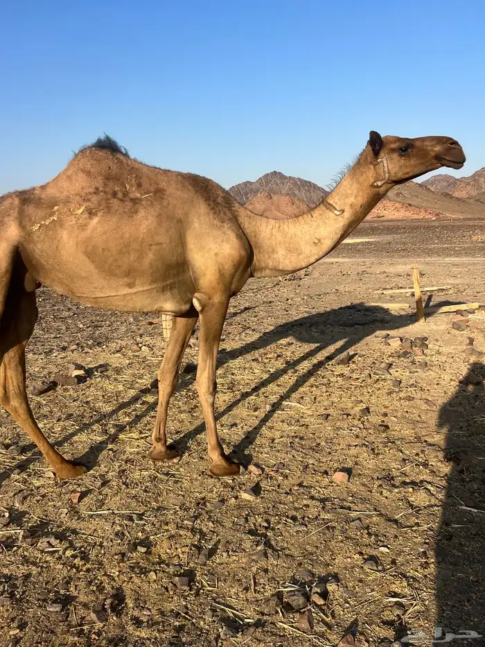 بكره ثنو تحتها بكره ب 10500 تم البيع 3