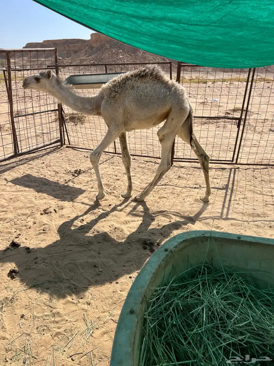 للبيع حشو تربية قعدان 1