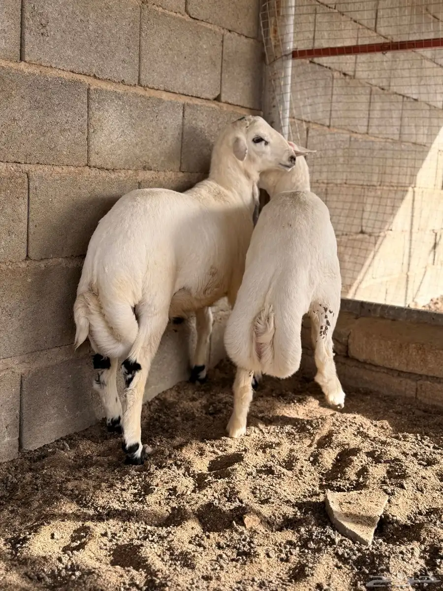 طليان اثنين من عيال الغنم 1
