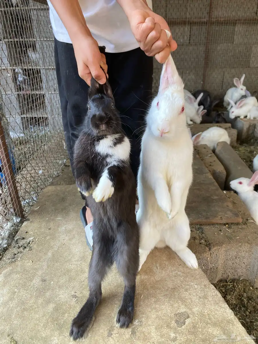 أرانب للبيع في صحة ممتازة جدا 4