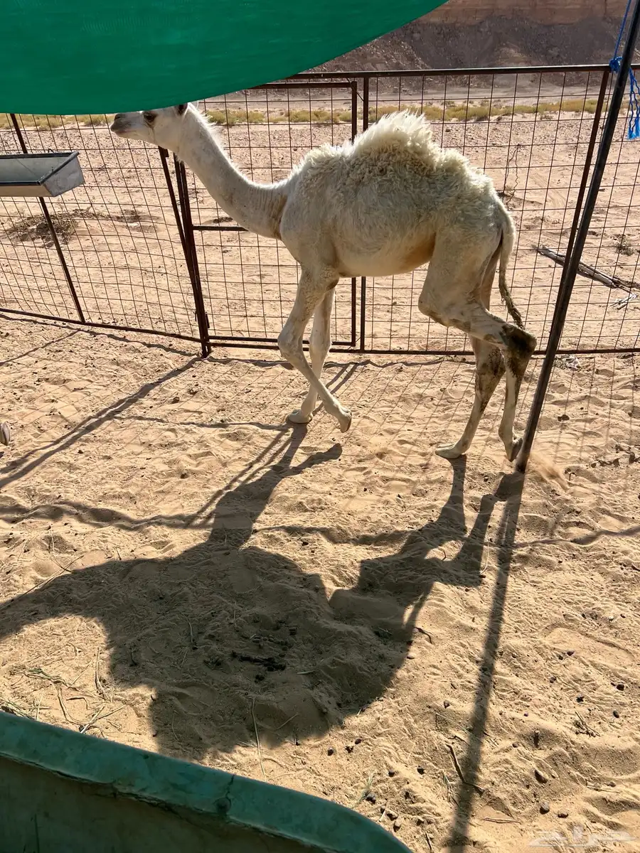 للبيع حشو تربية قعدان 4