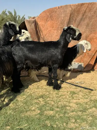 خروف نجدي 0