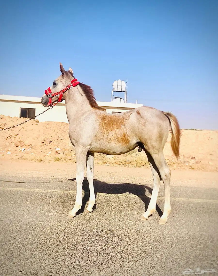 مهر شعبي فاخر index