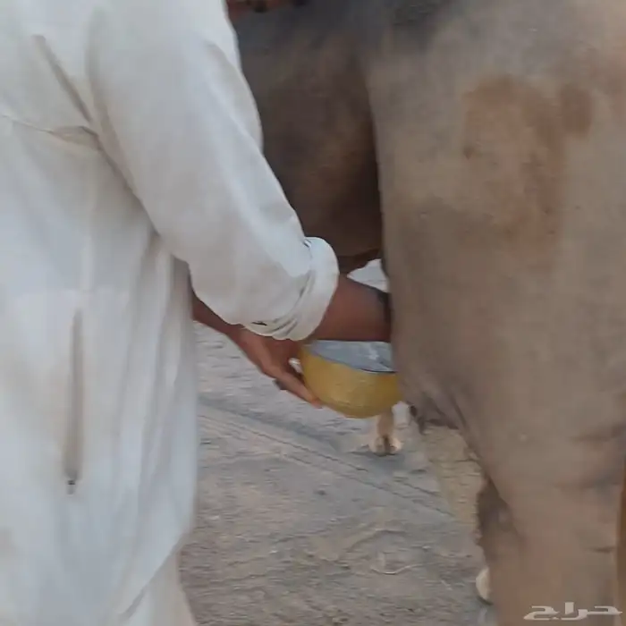 خلفه منوة القناي تم البيع 2