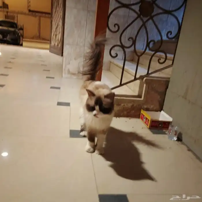 قط ضايع او متخلى عنه حي السعادة الفيحاء 0