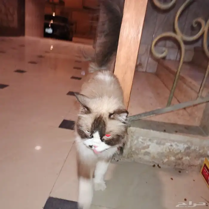 قط ضايع او متخلى عنه حي السعادة الفيحاء 1