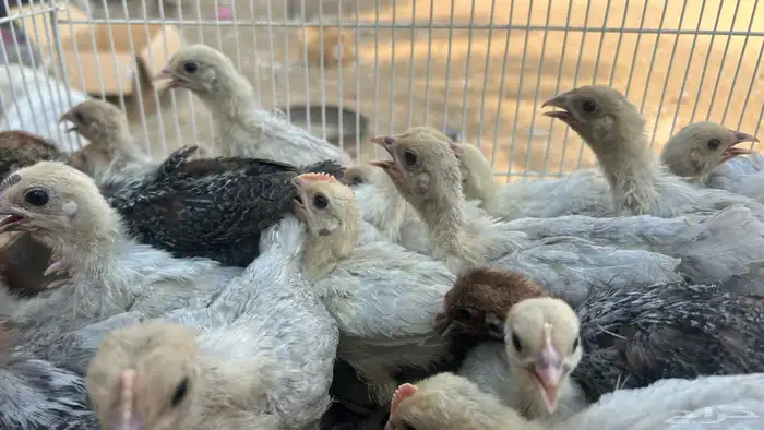 صيصان فيومي عمر فوق الشهر والنص صحه ونظافه الموقع الأحساء 1