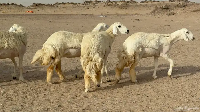 رخال حريات حرش صنف مضاريع عددها 24 معاها الفحل 23
