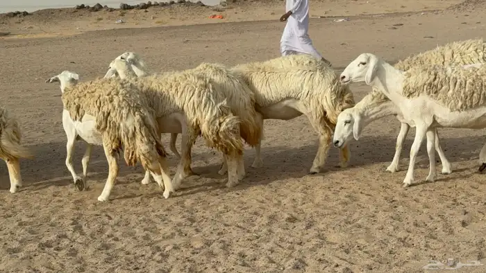 رخال حريات حرش صنف مضاريع عددها 24 معاها الفحل 26