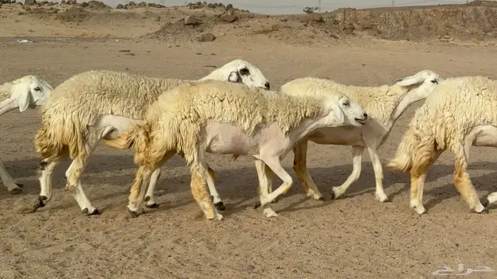 رخال حريات حرش صنف مضاريع عددها 24 معاها الفحل 24