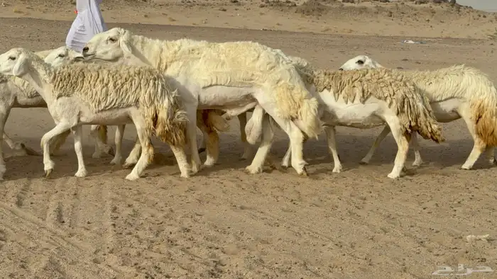 رخال حريات حرش صنف مضاريع عددها 24 معاها الفحل 22