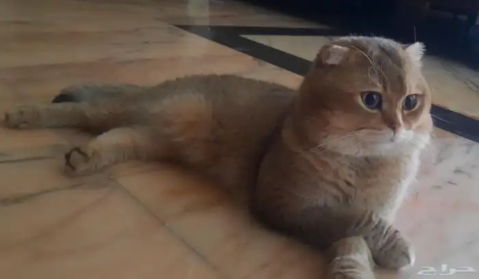 قط ذكر سكوتش فولد بيور وانثى شيرازى للتبنى 0