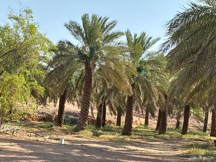 نخل مزرعه للبيع (تمر) 1