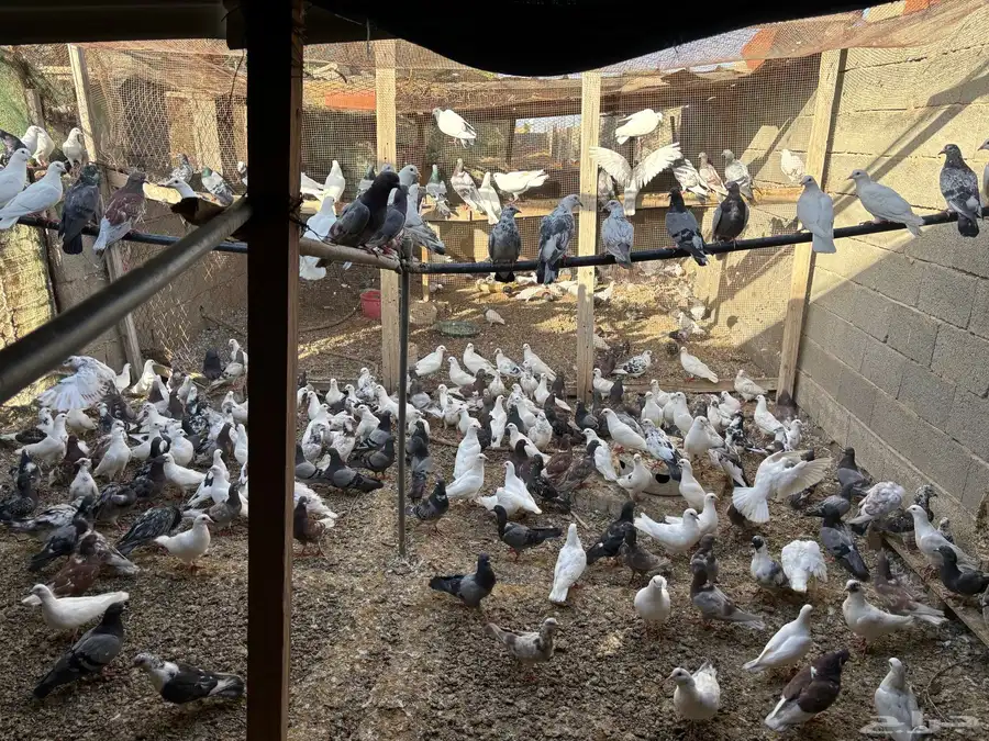 حمام انتاج ممتاز والعمر سنه ونص 150 جوز يزود 0