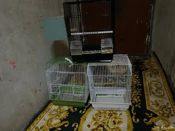 سلام عليكم القفص البادجي 0