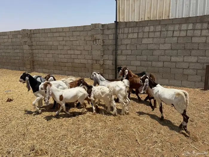 تيوس للبيع 1