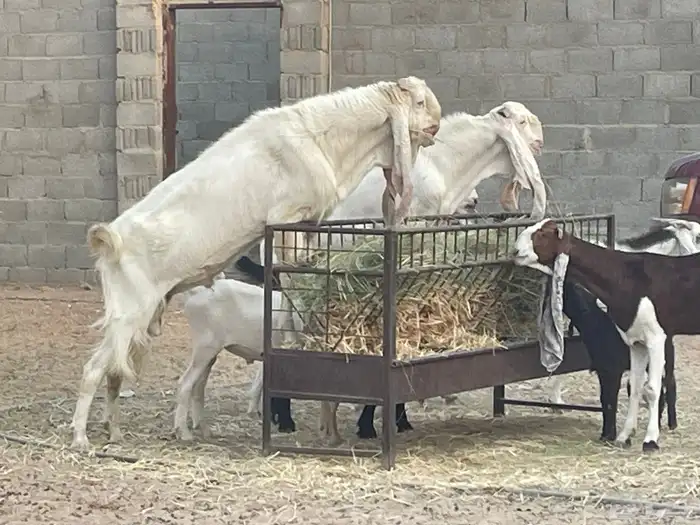 تيس هولندي 0