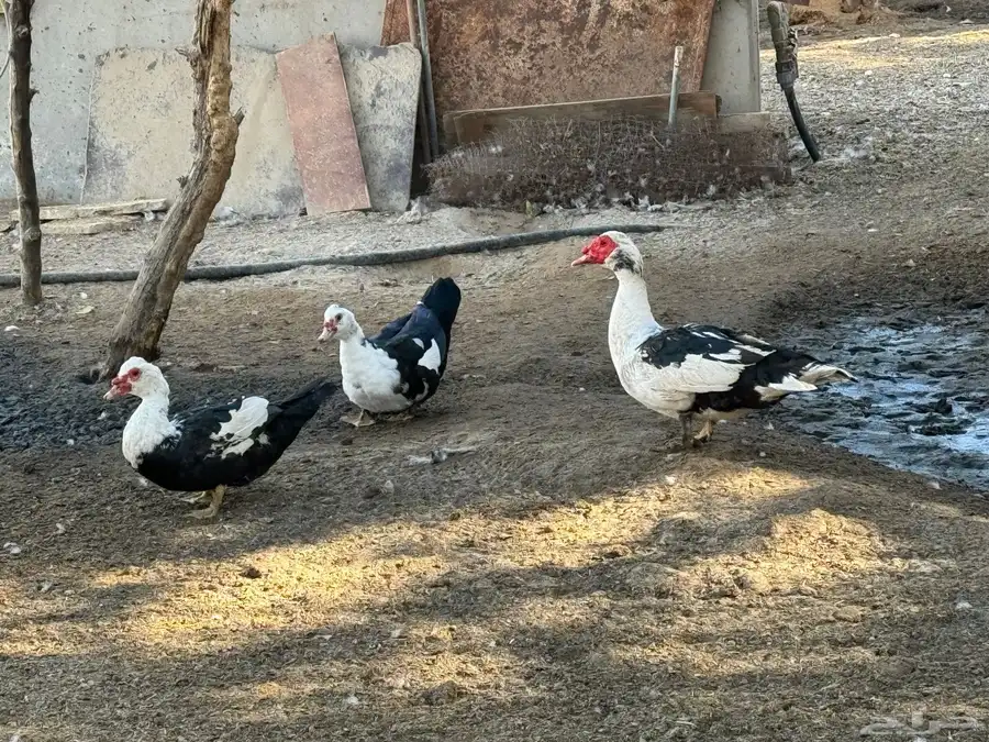 بط مسكوفي بالخرج كافة الأعمار أسعار جملة للشراء حياكم 2