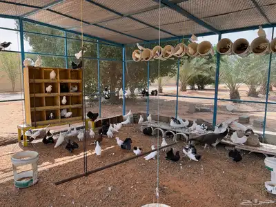 اجواز حمام جمله 7