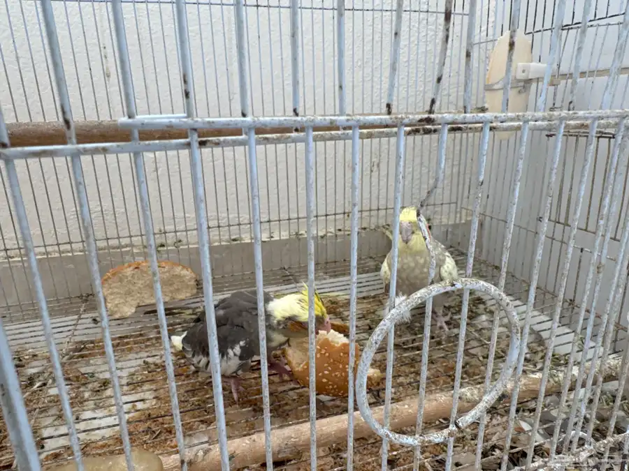 زوج كروان للبيع مع عياله 0