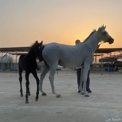 فرس للبيع حفيدة غزال الشقب 2