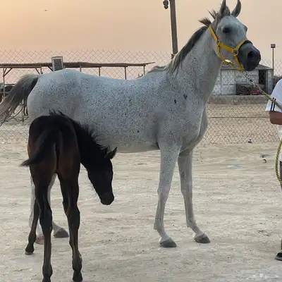 فرس للبيع حفيدة غزال الشقب 0