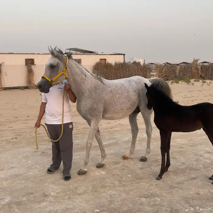 فرس للبيع حفيدة غزال الشقب 1