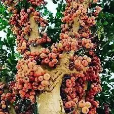 شتلات جميز 0