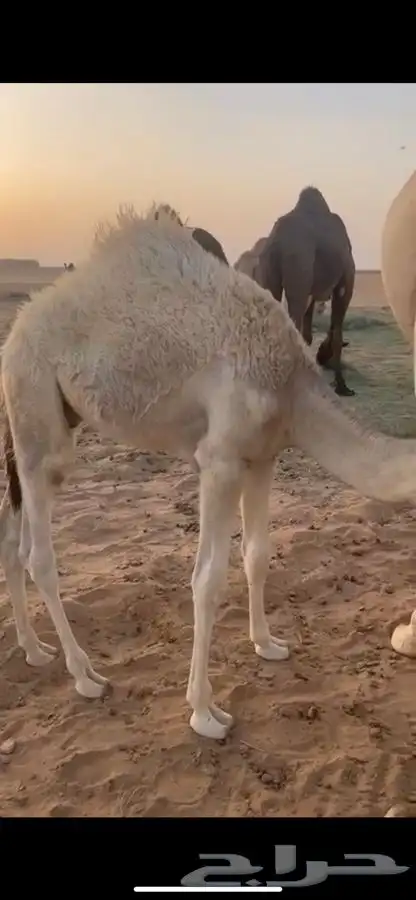 قعود 3