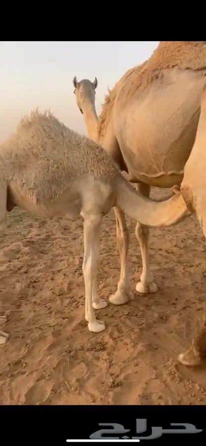 قعود 1