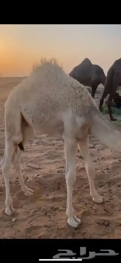 قعود 2