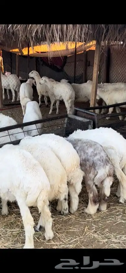 ذبايح للبيع 3