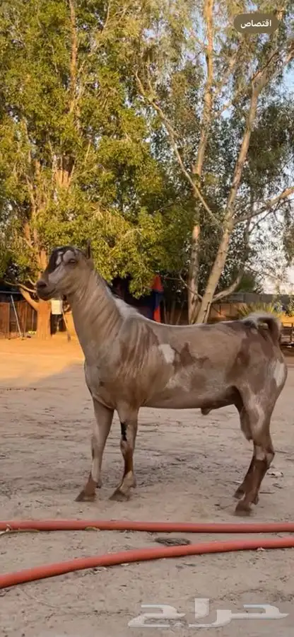 نوادر الماعز الصلالي 4