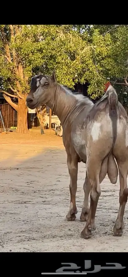 نوادر الماعز الصلالي 2